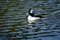 Bufflehead, Bucephala albeola, male, 1.