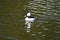 Bufflehead, Bucephala albeola, male, 5.