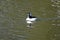 Bufflehead, Bucephala albeola, male, 6.