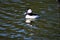 Bufflehead, Bucephala albeola, male, 7.