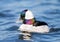 Bufflehead, Diving Duck, Male