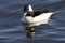 Bufflehead Drake on the Choptank River