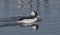 Bufflehead drake swimming in pond water