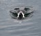 Bufflehead Duck Diving