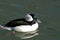 Bufflehead Duck Drake  606367