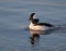 Bufflehead duck drake