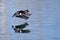 Bufflehead Duck Flying Low Over the Still Pond Waters