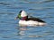 Bufflehead Duck Male in Bay