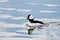 Bufflehead Duck and Reflections