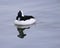 BUFFLEHEAD DUCK SWIMMING