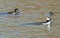 Bufflehead Duck swimming on a Colorado Lake