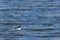 Bufflehead duck swimming lazily on the lake