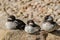 Bufflehead ducks (Bucephala albeola)