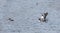 Bufflehead ducks Bucephala albeola in spring. Black & white duck visits northern lakes and ponds in breeding season.