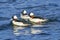 Bufflehead Ducks Lake Washington Bellevue