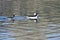 Bufflehead Ducks Swimming in the Still Pond Waters