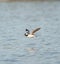 Bufflehead flying at seaside