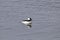 Bufflehead male bucephala albeola