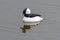 Bufflehead male Bucephala albeola swimming in the water close up in winter plumage in Canada