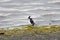 Bufflehead resting at lakeside