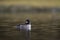 Bufflehead resting at seaside