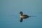 Bufflehead resting at seaside