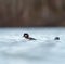 Bufflehead resting at seaside