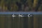 Bufflehead resting at seaside