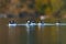 Bufflehead resting at seaside