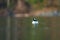 Bufflehead resting at seaside