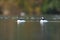 Bufflehead resting at seaside