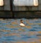 Bufflehead resting at seaside