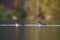 Bufflehead resting at seaside