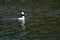 Bufflehead Resting on the Still Water of the Pond