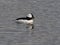 Bufflehead swimming