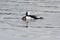 Bufflehead swimming and mating in a seaside pond