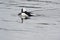 Bufflehead swimming and mating in a seaside pond