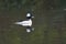 Bufflehead swimming in a pond