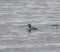 Bufflehead swimming in a pond