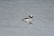 Bufflehead swimming in a pond