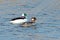 Buffleheads