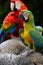 Buffon`s macaw parrot bird