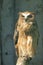 Buffy fish owl