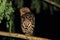 Buffy Fish Owl