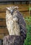 Buffy Fish Owl