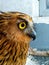 Buffy fish owl face, close up