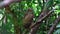 Buffy Fish-owl Ketupa ketupu Beautiful Birds of Thailand
