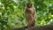 Buffy fish owl - ketupa ketupu or malay fish owl, is a species of owl in the family Strigidae. India and southern Burma, Cambodia