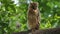 Buffy fish owl - ketupa ketupu or Malay fish owl, is a species of owl in the family Strigidae. India and southern Burma, Cambodia,