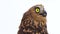 The buffy fish owl or Malay fish owl bird (Ketupa ketupu) on white background